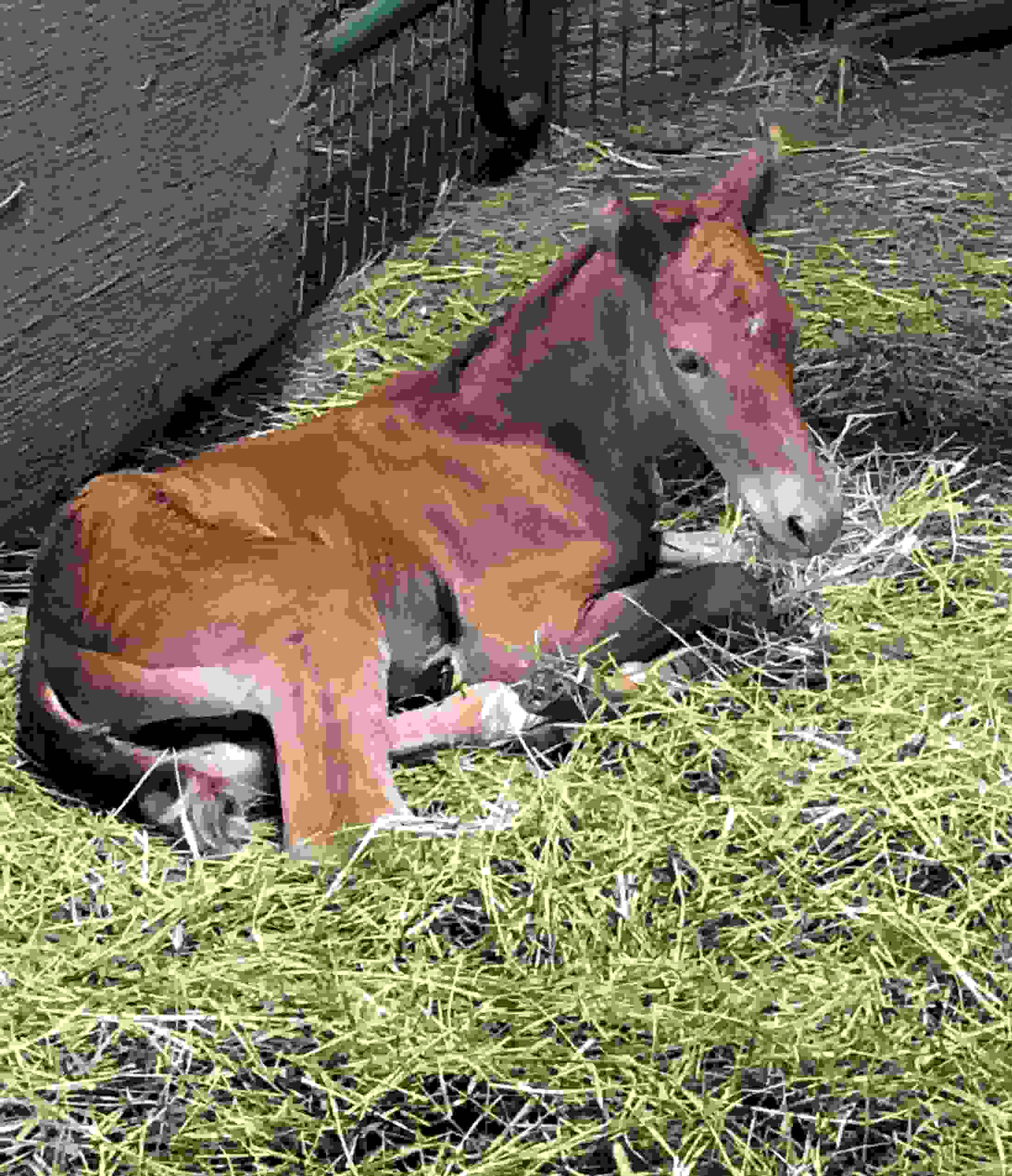 Gaitway Ranch Kentucky Mountain Saddle Horses, Horses for Sale